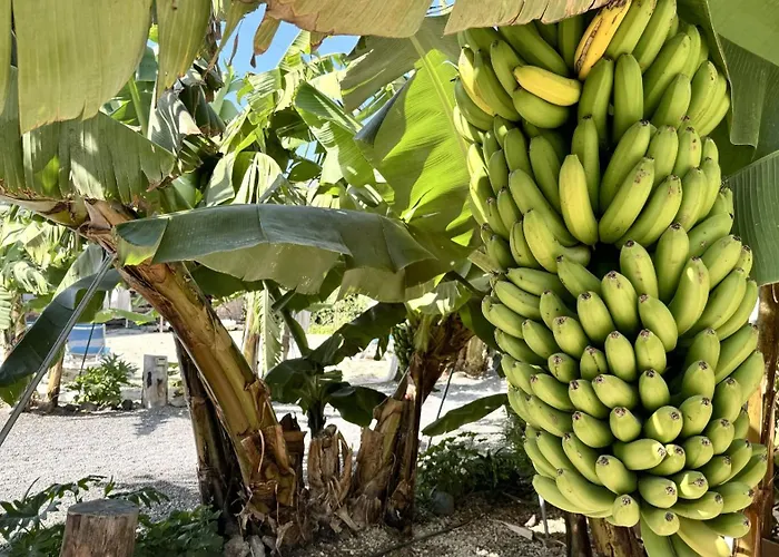 Hayati, Romantica * Arona (Tenerife)