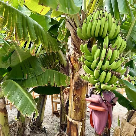 Appartement Hayati, Romantica Arona (Tenerife)