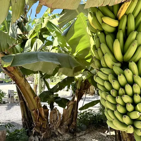 Hayati, Romantica * ארונה