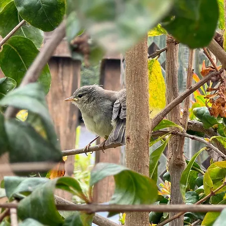 Hayati, Romantica Apartman Arona