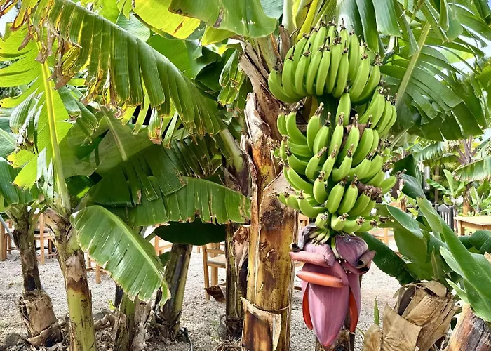 Апартаменты Hayati, Romantica Арона