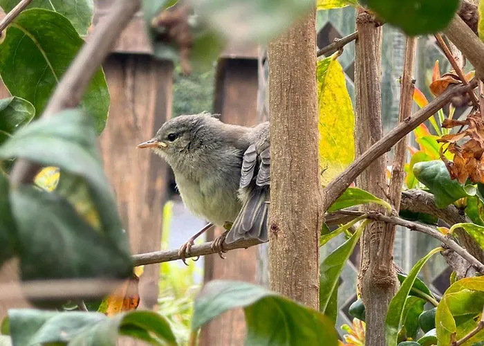 Hayati, Romantica Daire Arona (Tenerife)